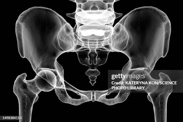 anatomy of the pelvis bones, illustration - crotch stock illustrations