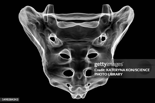 ilustrações, clipart, desenhos animados e ícones de sacrum bone, illustration - tuberosidade