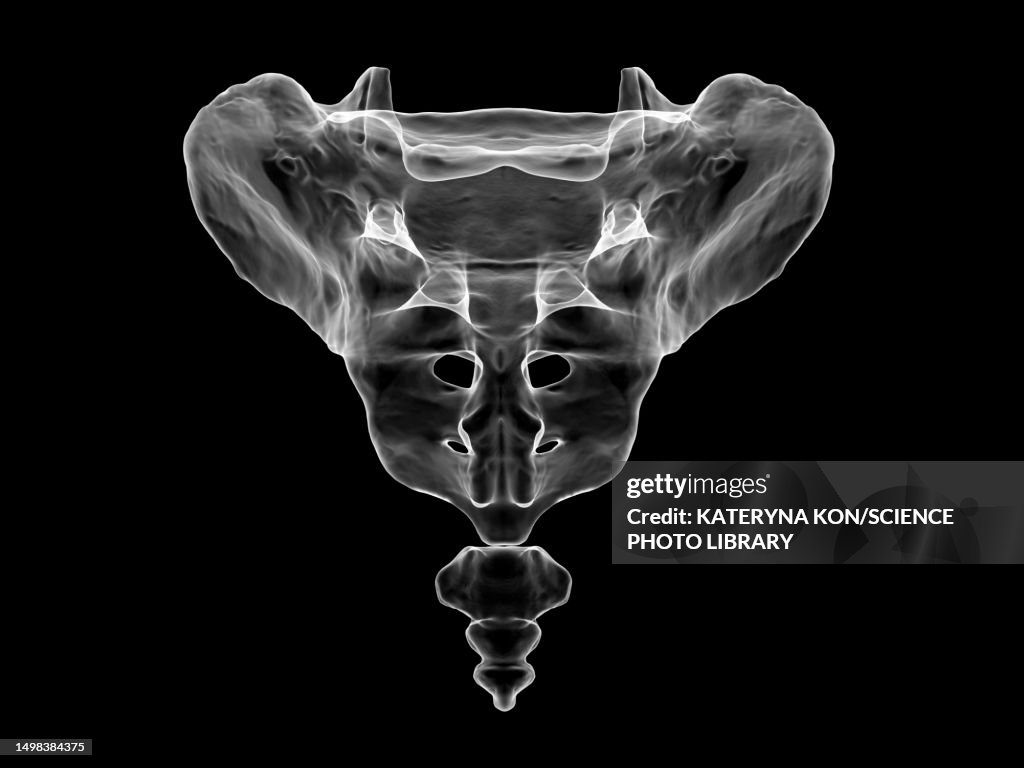 Anatomy Of The Sacrum And Coccyx Illustration High Biology Diagrams