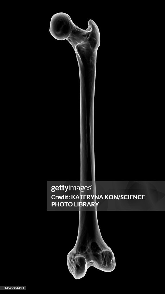 Femur bone, illustration