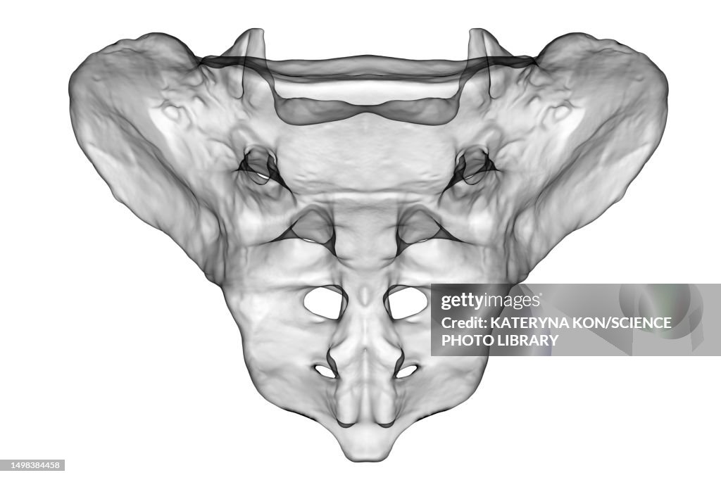 Sacrum Sapi Sacrum Bone Illustration Illustration - Getty Images