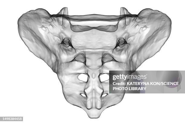 ilustrações, clipart, desenhos animados e ícones de sacrum bone, illustration - tuberosidade