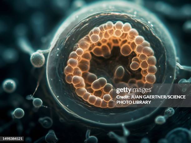 blastocyst embryo, illustration - endometrium stock-grafiken, -clipart, -cartoons und -symbole