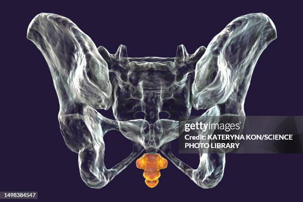 Kuyukot 1,457 Coccyx Anatomy Stock Photos, High-Res Pictures, and Images ...