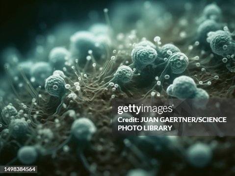 Microorganisms, illustration Microorganisms, illustration