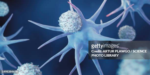 dendritic cell activating a t-cell, illustration - phagocyte stock illustrations