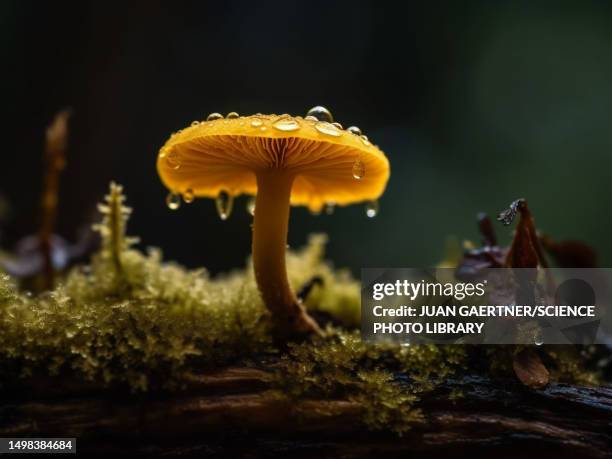 mushroom, illustration - moss stock illustrations