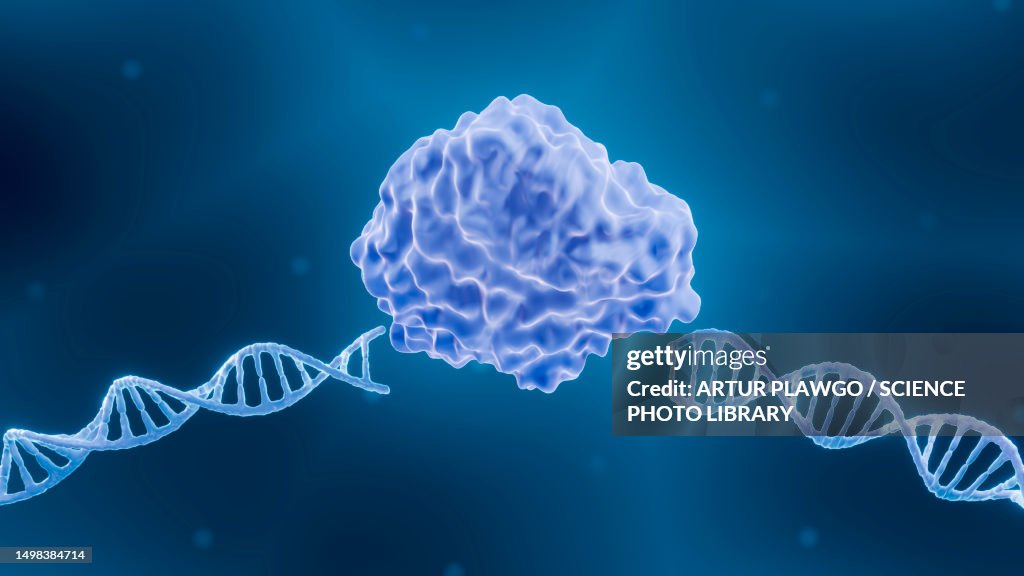 Endonuclease, illustration