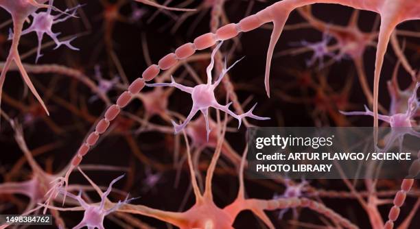 illustrations, cliparts, dessins animés et icônes de microglia, illustration - sclérose en plaques