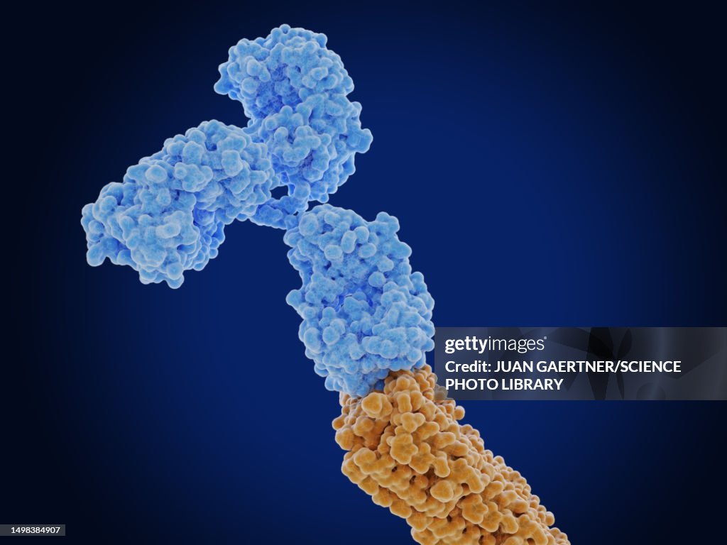 Antibody bound to an amyloid beta peptide, illustration