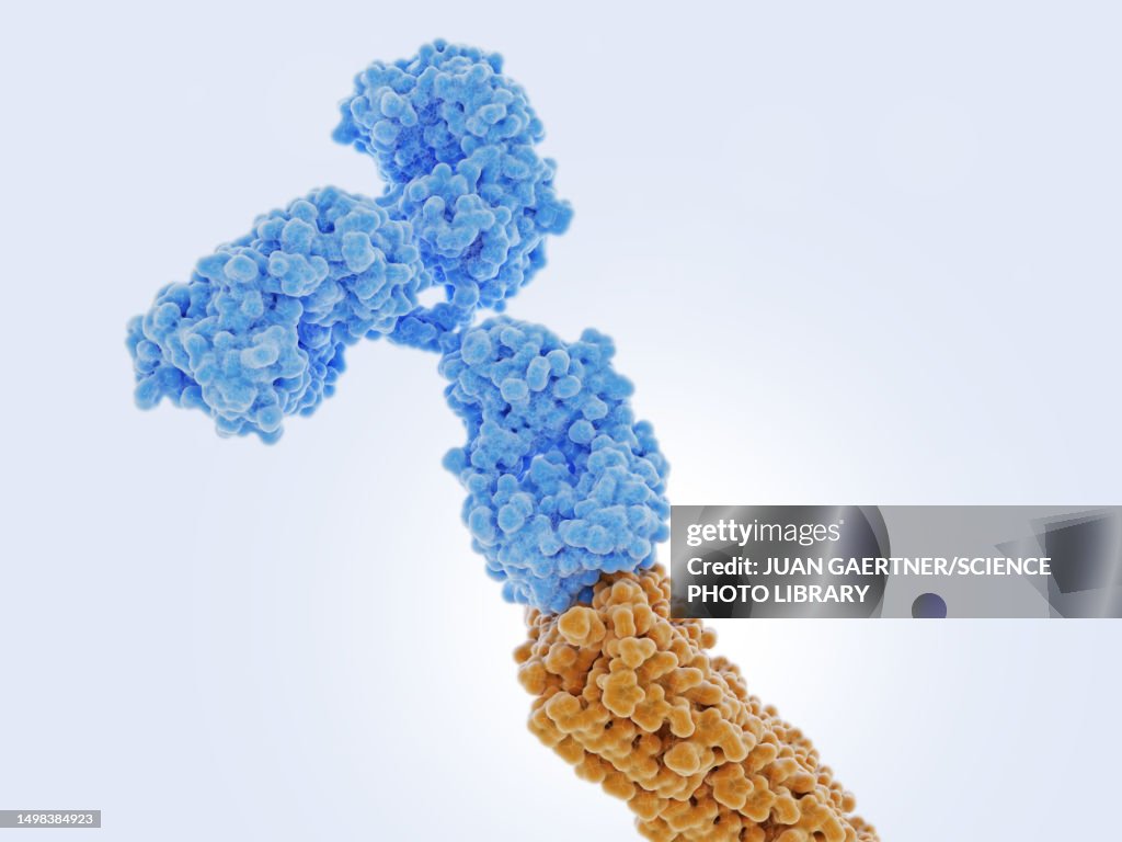 Antibody bound to an amyloid beta peptide, illustration