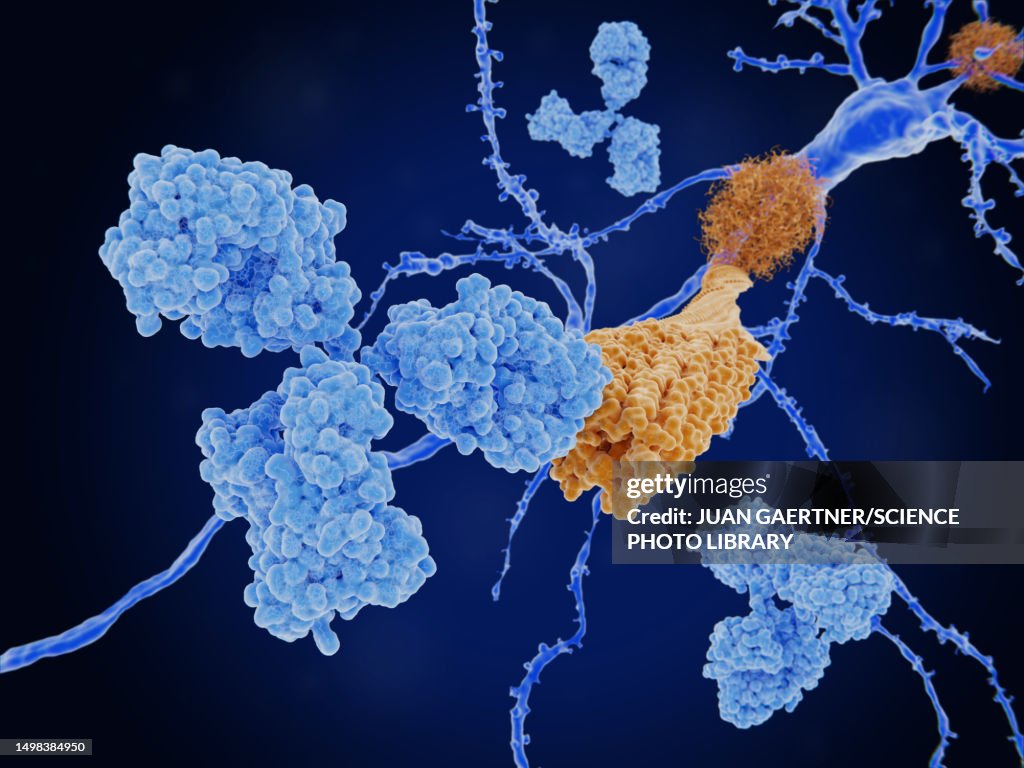Antibody bound to an amyloid beta peptide, illustration