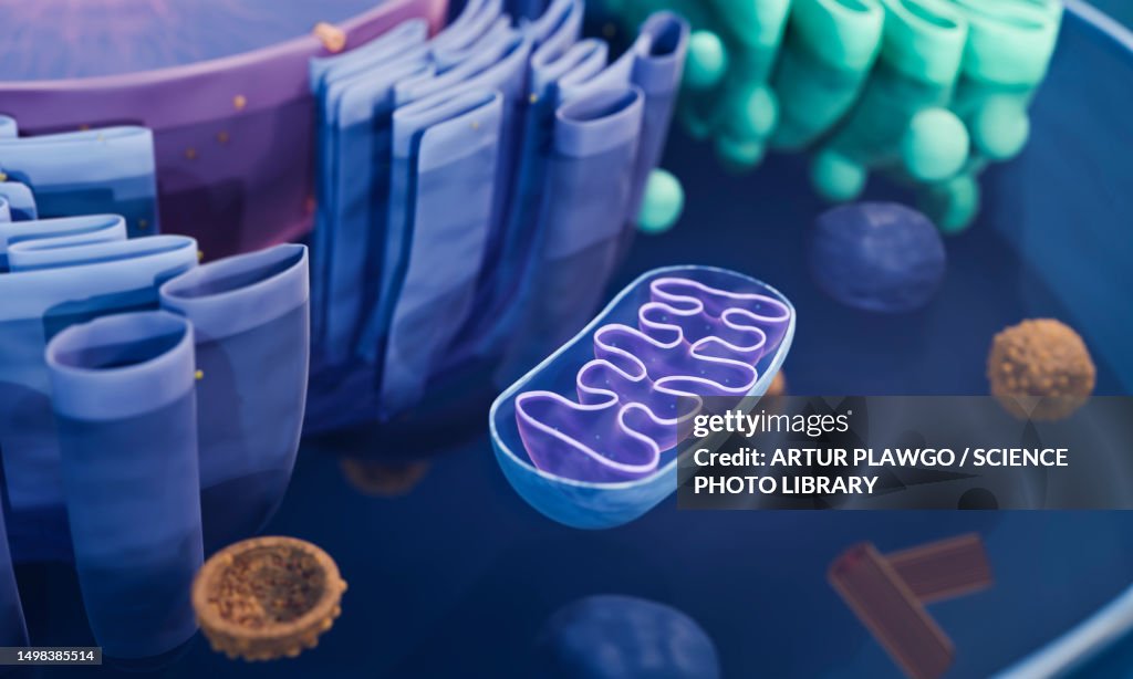 Mitochondrion, illustration