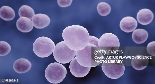 ilustrações de stock, clip art, desenhos animados e ícones de mycoplasma bacteria, illustration - mycoplasma pneumoniae