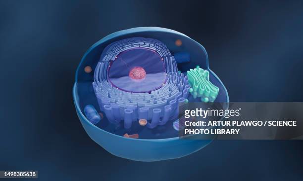 illustrations, cliparts, dessins animés et icônes de animal cell structure, illustration - réticulum endoplasmique