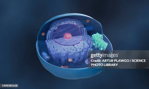 ilustrações de stock, clip art, desenhos animados e ícones de animal cell structure, illustration - retículo endoplasmático