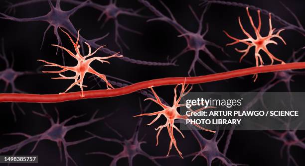 stockillustraties, clipart, cartoons en iconen met astrocytes at blood-brain barrier, illustration - astrocyte