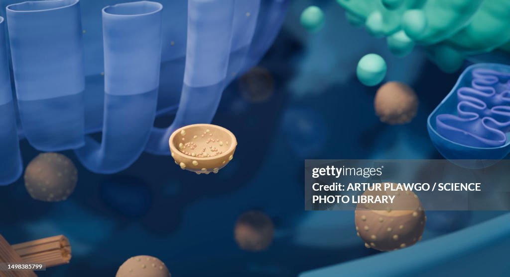 Vesicles in animal cell, illustration