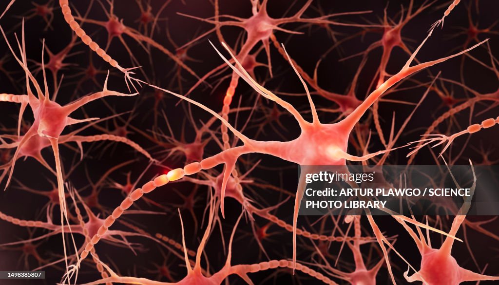 Brain neurons, illustration