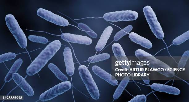 vibrio cholerae bacteria, illustration - epidemic stock illustrations