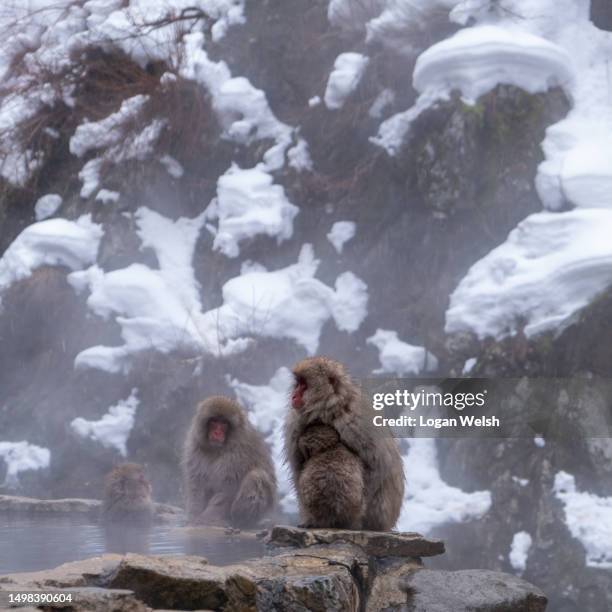 snow monkeys in nagano, japan - hakuba fotografías e imágenes de stock