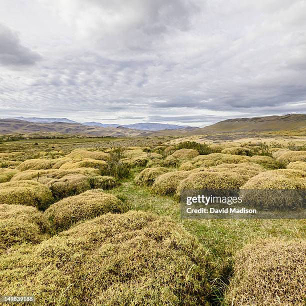 pre-andean shrub land. - andean scrubland stock pictures, royalty-free photos & images