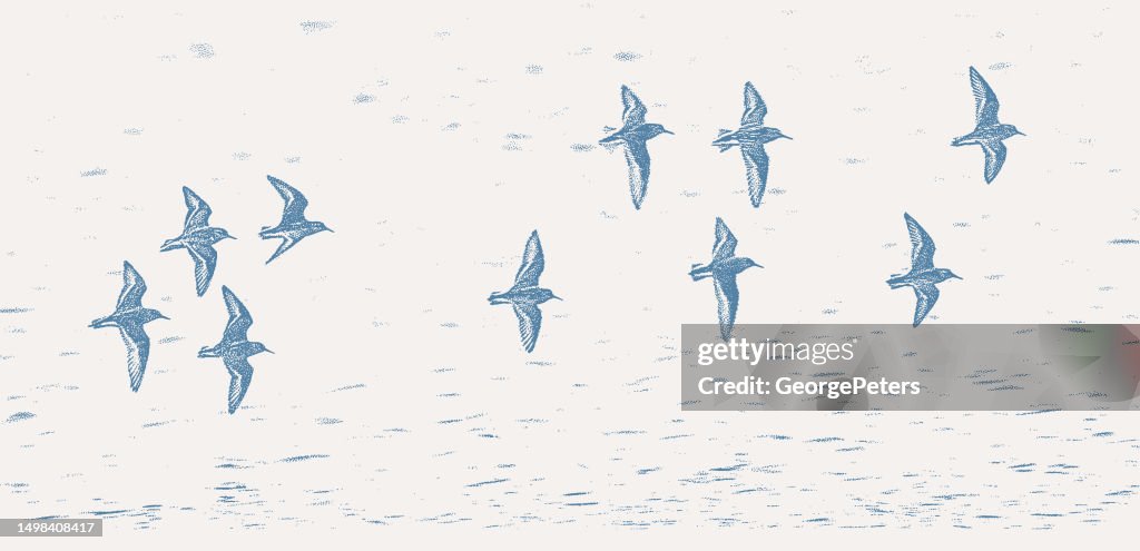 Flock of Killdeer flying