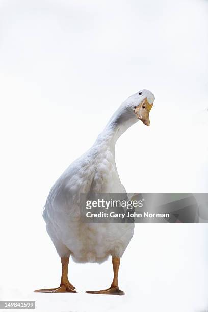 aylesbury duck on white background - duck bird stock pictures, royalty-free photos & images