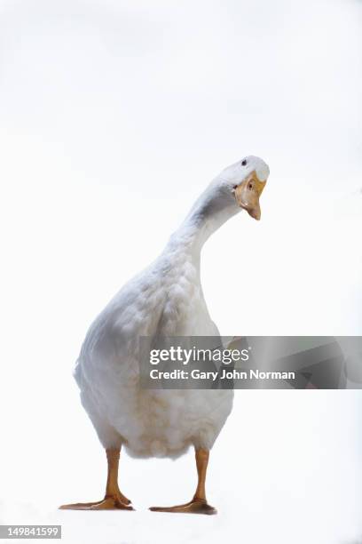 aylesbury duck on white background - duck imagens e fotografias de stock