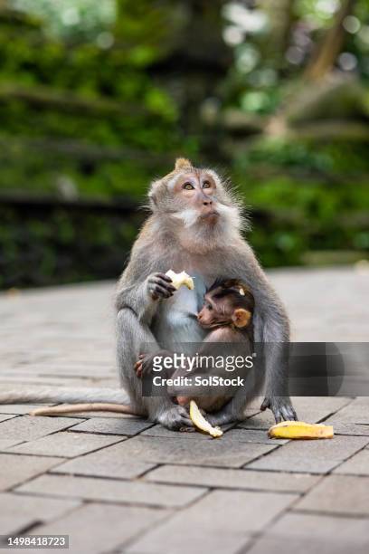 motherly love - macaque stock pictures, royalty-free photos & images