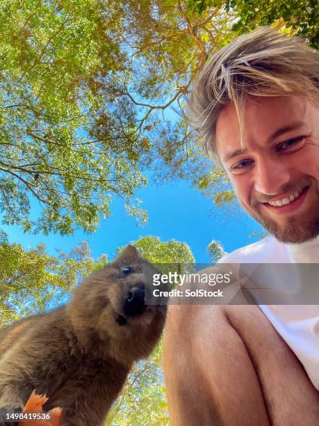 smiling selfie with a quokka - animal selfies stockfoto's en -beelden