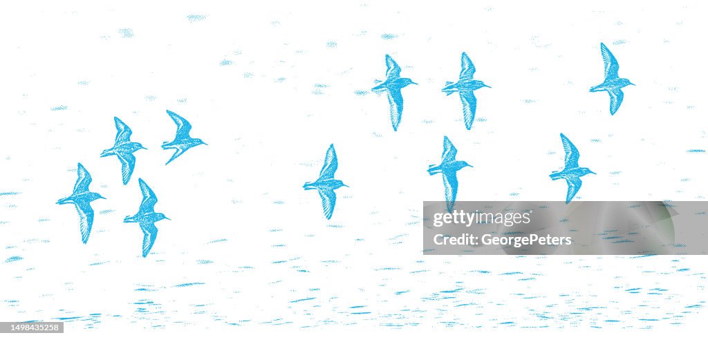 Flock of Killdeer flying