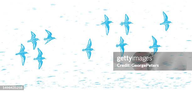 flock of killdeer flying - pen and ink stock illustrations