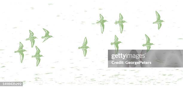 flock of killdeer flying - plover stock illustrations
