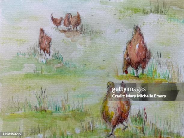 hens - free range chicken stock illustrations