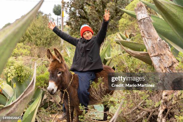 happy village child riding donkey in countryside - mexican rustic bildbanksfoton och bilder