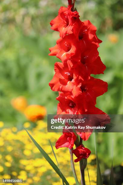 marvelous  gladioli in red - gladiolus stock pictures, royalty-free photos & images