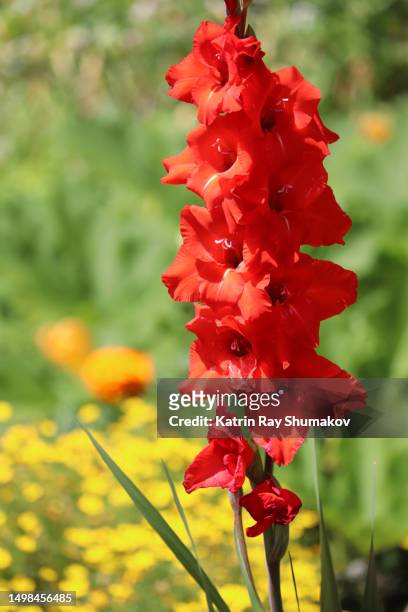 marvelous  gladioli in red - gladiolus 個照片及圖片檔