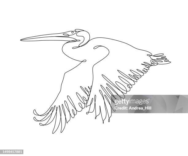 Pelican In Flight Continuous Line Drawing With Editable Stroke High-Res  Vector Graphic - Getty Images