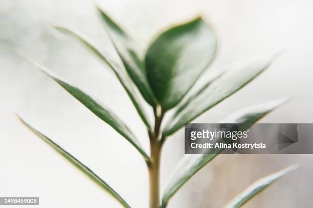 background of ficus - branch office stock pictures, royalty-free photos & images