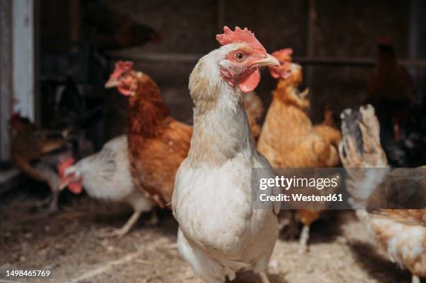 flock of chicken in farm - allevamento polli foto e immagini stock