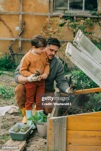 father and son planting vegetable seedling in cold frame at garden - autarkie stockfoto's en -beelden