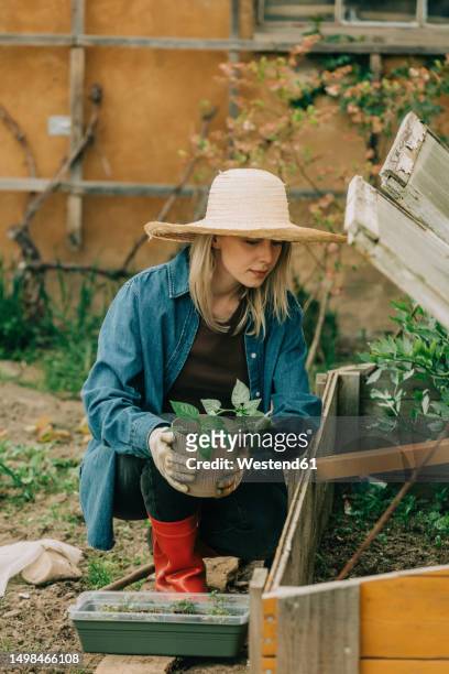 woman planting vegetable seedling in cold frame at garden - autarkie stockfoto's en -beelden