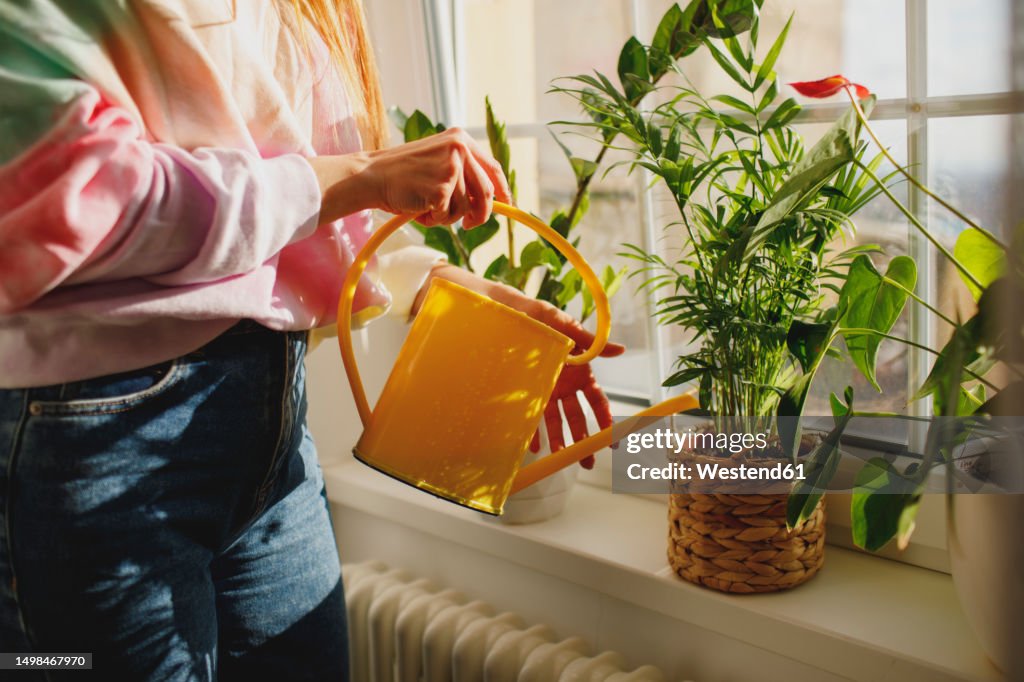 Woman watering flowering plants on window sill at home