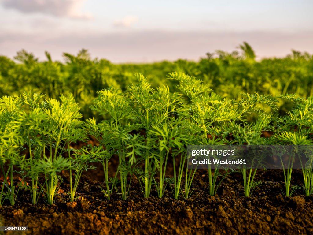 Carrot plants on soil in organic farm