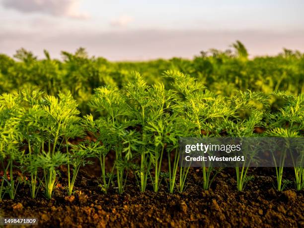 carrot plants on soil in organic farm - root vegetable stockfoto's en -beelden