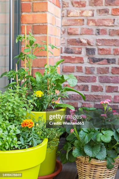 herbs cultivated in balcony garden - thyme stock pictures, royalty-free photos & images