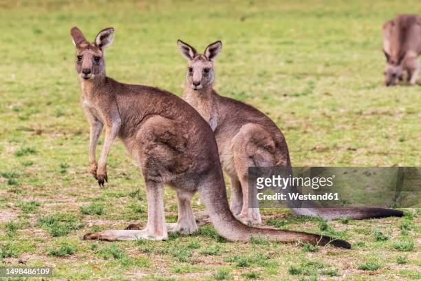 two eastern grey kangaroos (macropus giganteus) standing outdoors - canguro gris fotografías e imágenes de stock