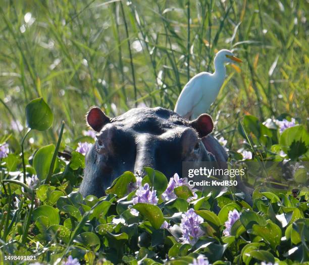 hippo in the shire river with a cattle egret on his back. - lake malawi stock pictures, royalty-free photos & images