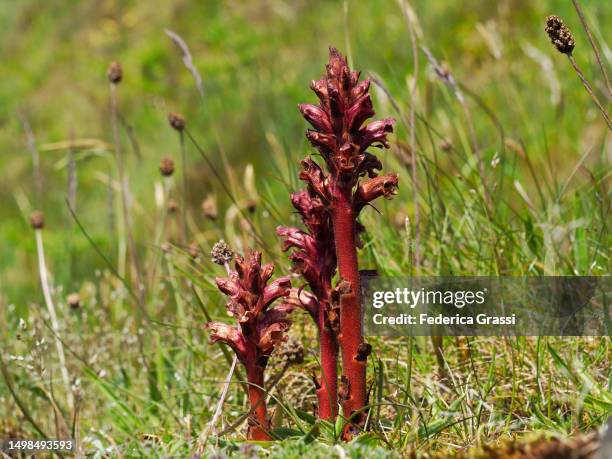 hellroot or common broomrape or lesser broomrape (orobanche minor) - orobanche stock pictures, royalty-free photos & images